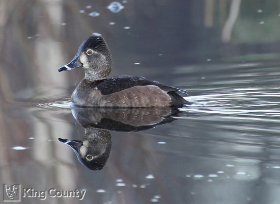 Photo of Aythya collaris